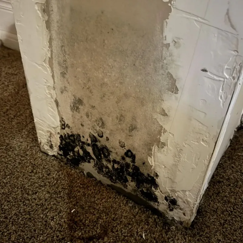 Professional Mold Removal in Polk County, MO